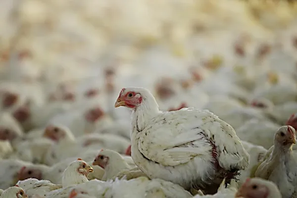 AVICULTURA: Paraná reage à crise e bate recorde histórico na exportação de frango