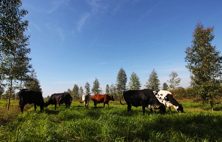 agricultura sustentavel 26 01 2021