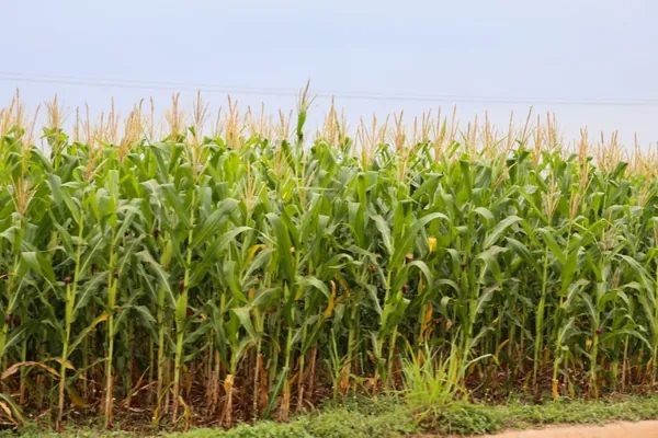 AGRICULTURA: Evento online mostra que clima irregular pode atrapalhar produção de milho