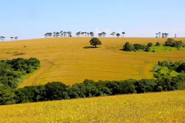 CONJUNTURA AGROPECUÁRIA: Produção paranaense de arroz é destaque no Boletim do Deral