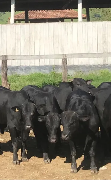COCAMAR I: Com animais precoces, cooperativa oferta carne de qualidade superior