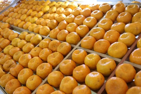 CONJUNTURA AGROPECUÁRIA: Terceiro maior produtor nacional, Paraná começa colheita da tangerina