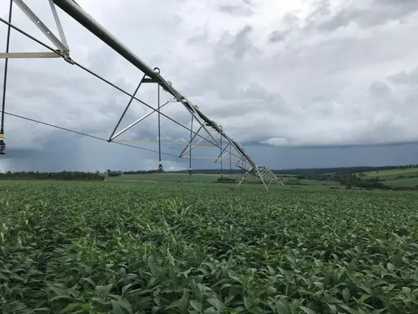 COCAMAR I: Irrigação traz a chuva que garante a colheita 