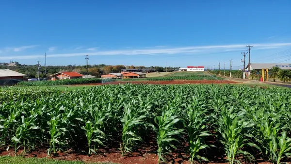 COOPAVEL: Milho safrinha será novidade do 2º Show Rural Edição de Inverno