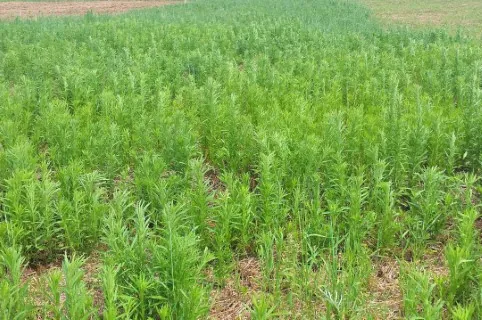 SANIDADE VEGETAL: Adapar intensifica ações contra plantas daninhas resistentes a herbicidas