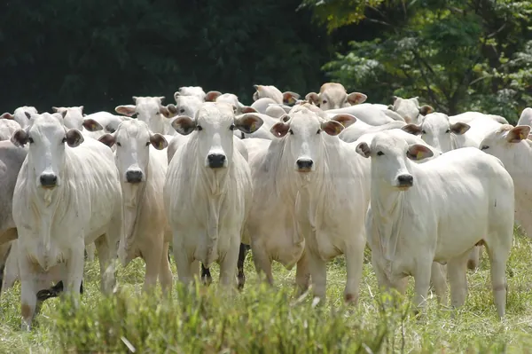 SANIDADE ANIMAL: PR aguarda reconhecimento internacional de área livre de febre aftosa sem vacinação; decisão da OIE será anunciada na semana que vem 