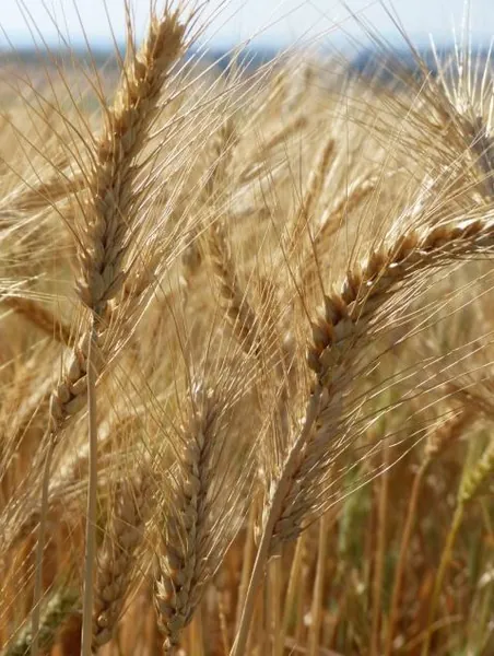 AGRO CONAB: Preço do trigo inicia movimento de queda