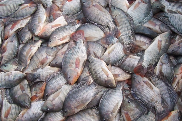 agro 25 06 2021