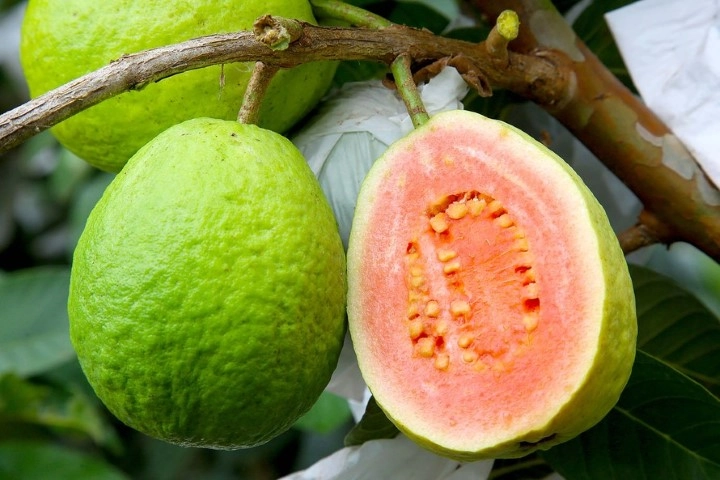 conuntura agropecuaria 26 07 2021