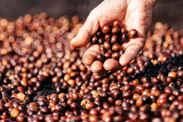 CAFÉ QUALIDADE: Concurso inclui grãos fermentados na edição 2021