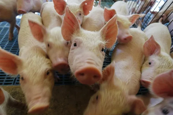 DEFESA AGROPECUÁRIA: Paraná integra projeto nacional para modernização na vigilância sanitária de suínos