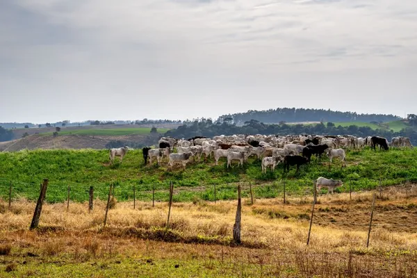 COOPAVEL: Planejamento é aliado para enfrentar o desafio do clima à pecuária de corte