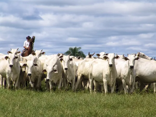 VBP: Soja, milho e carne bovina puxam valor da produção agropecuária, que supera R$ 1,1 trilhão para este ano