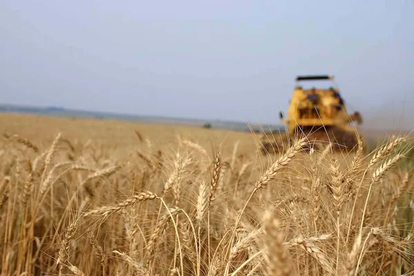 TRIGO: Boa expectativa para a safra 2021