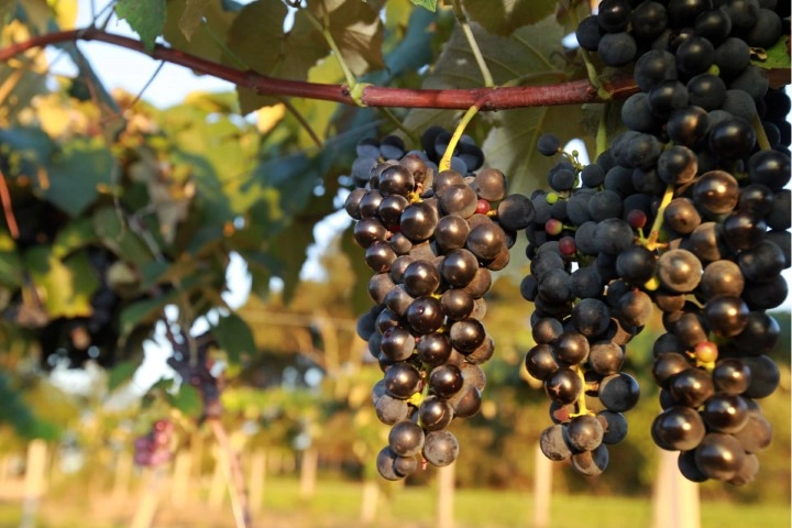 conjuntura agropecuaria 19 11 2021