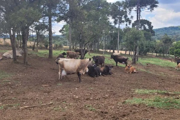 SANIDADE ANIMAL: Certificação de livre de brucelose e tuberculose animal garante mais lucratividade no ramo leiteiro