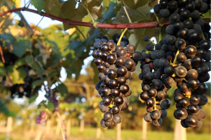 conjuntura agropecuaria 14 01 2022