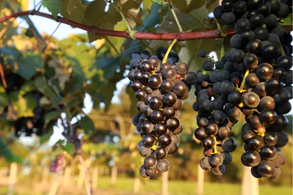 CONJUNTURA AGROPECUÁRIA: Colheita de uva já começou no Paraná, sexto maior produtor da fruta no Brasil