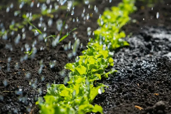 ZARC: Programa Nacional de Zoneamento Agrícola de Risco Climático divulga o cronograma de publicações para 2022