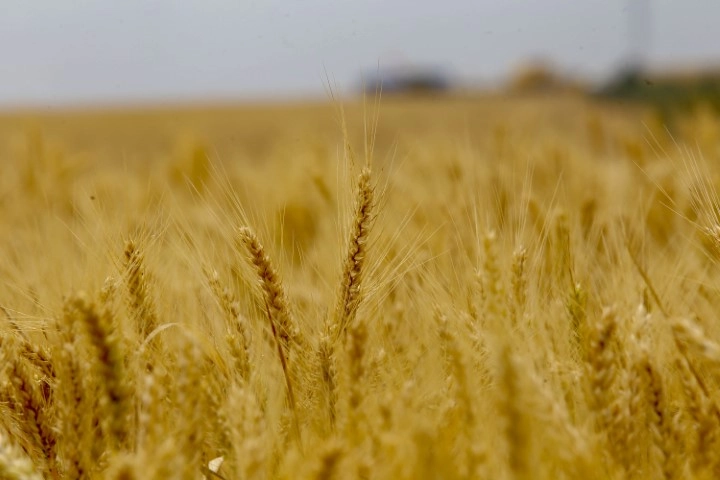 conjuntura agropecuaria 11 03 2022