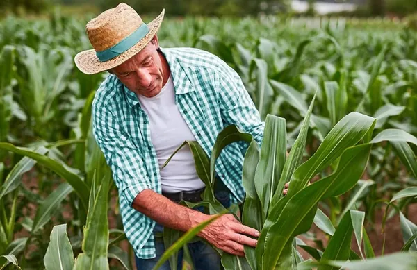 SICOOB: Mais de R$ 14 bilhões em crédito rural liberados em oito meses