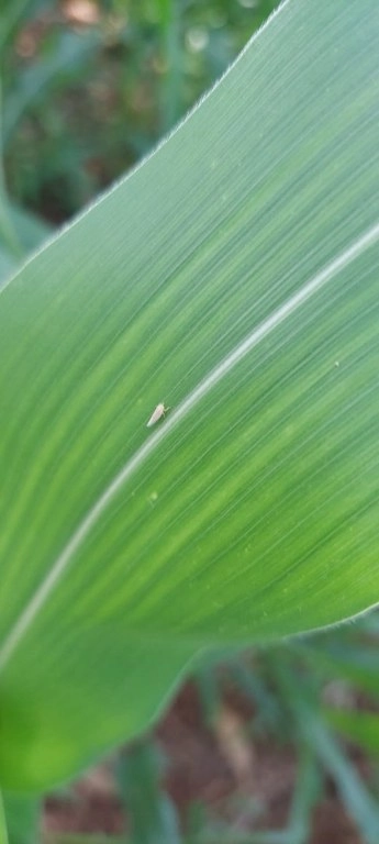 sanidade vegetal 23 03 2022