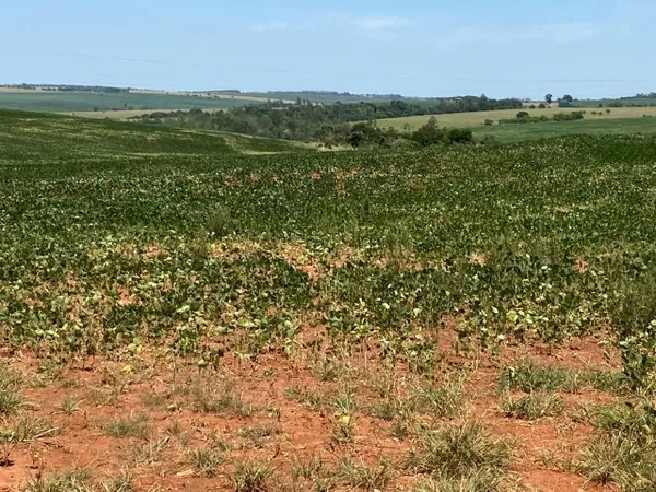 AGRICULTURA FAMILIAR: MP libera R$ 1,2 bilhão em crédito rural para MS, PR, SC e RS
