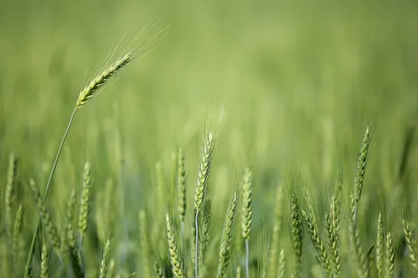 CONJUNTURA AGROPECUÁRIA: Baixas temperaturas e geadas fracas não provocaram perdas expressivas na agricultura