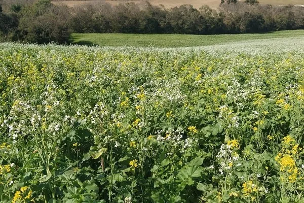  IDR-PARANÁ: Instituto celebra 50 anos de pesquisa com lançamento de novas cultivares
