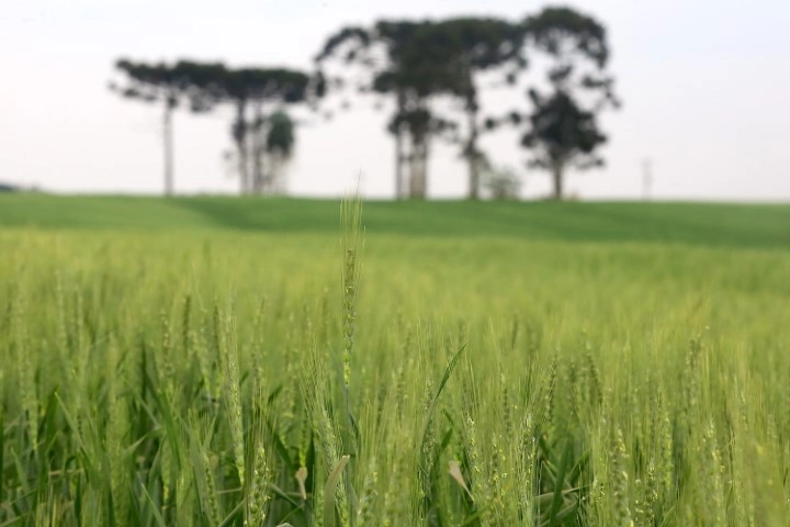 conjuntura agropecuaria 10 06 2022