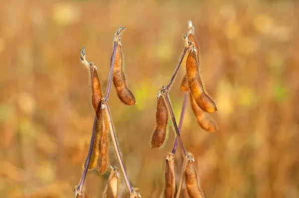 ZARC: Publicado Zoneamento Agrícola da soja safra 2022/2023
