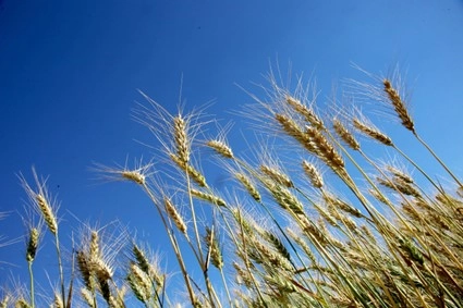 conjuntura agropecuaria 08 07 2022
