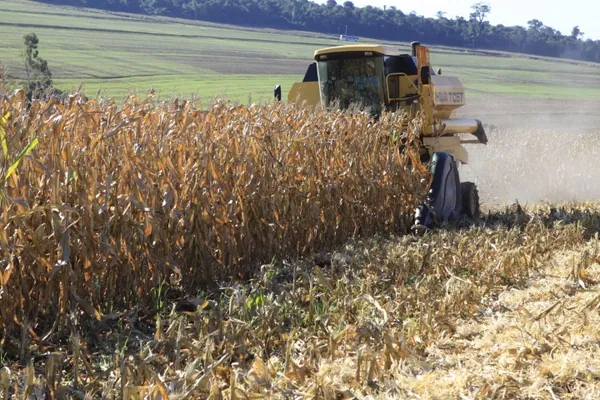 COPACOL: Safrinha de milho deve ser a segunda maior da história da cooperativa 