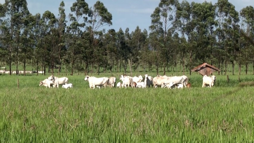 lavoura pecuaria 09 08 2022