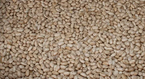 CONJUNTURA  AGROPECUÁRIA: Boletim do Deral indica redução da área de feijão primeira safra no Paraná