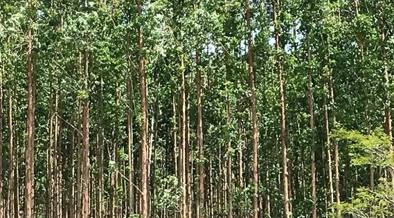 FLORESTAS PLANTADAS: Valor de produção da silvicultura e da extração vegetal cresce 27,1% e chega ao recorde de R$ 30,1 bilhões