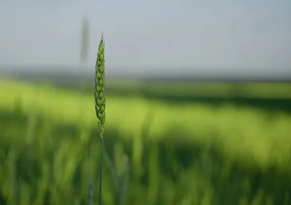 AGROBIT 2022: Produtor deve estar atento às oportunidades para aumentar produtividade e rentabilidade