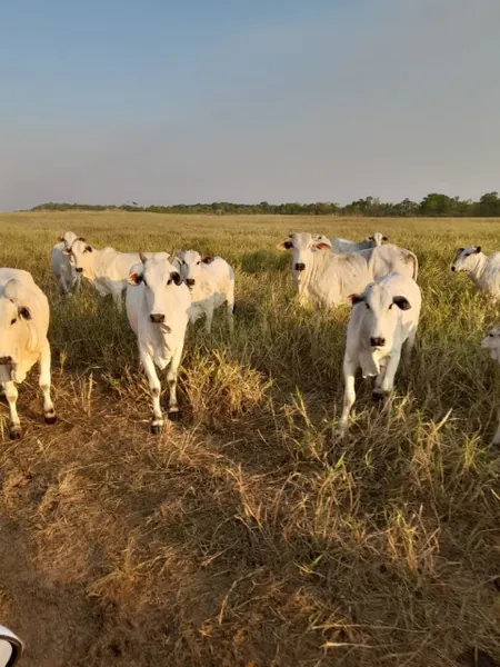 FRÍSIA: No Tocantins, agricultores cooperados investem em pecuária de corte