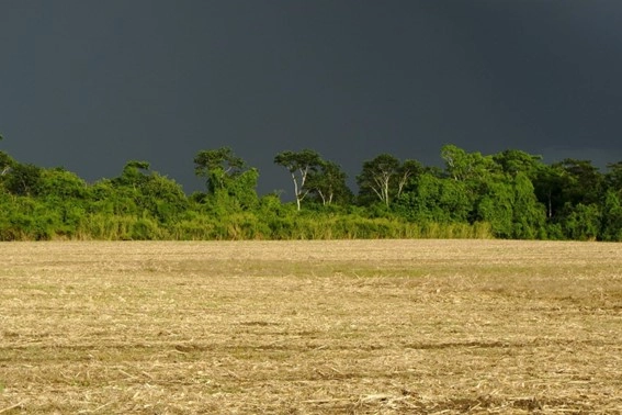 idr parana 08 11 2022