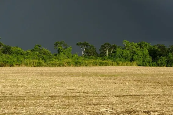 IDR-PARANÁ: Chuvas de outubro beneficiaram agricultura e pastagens, mostra boletim