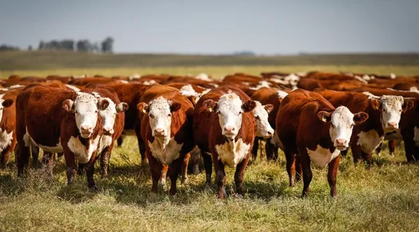 PECUÁRIA: Observatório da Agropecuária lança painel com dados sobre a atividade no país