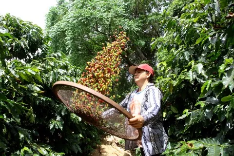 RECONHECIMENTO: Novas categorias do Prêmio Orgulho da Terra valorizam mulheres, tecnologias e café