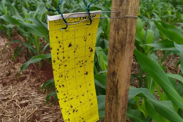 DEFESA AGROPECUÁRIA: Adapar instala armadilhas para capturar cigarrinhas do milho e ampliar estudo sobre doença