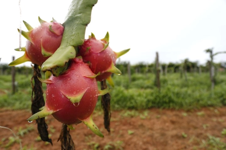 conjuntura agropecuaria 25 11 2022