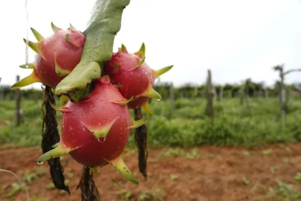 CONJUNTURA AGROPECUÁRIA: Pitaia é cultivada em 29 municípios, gera lucros e é destaque do boletim da Seab