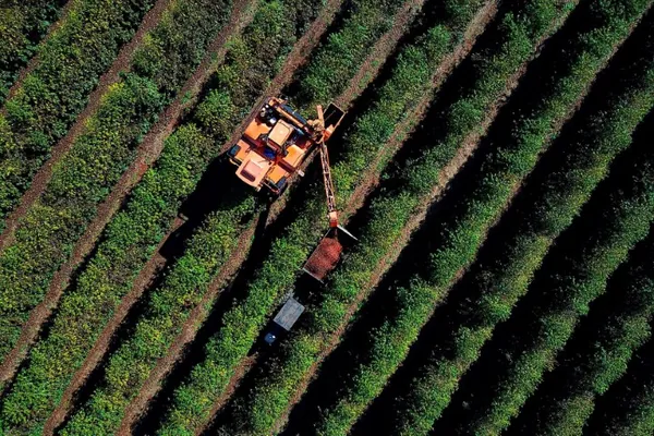 SEAB: Clima chuvoso prejudicou safra de café no Paraná; plantio de soja e milho está perto do fim
