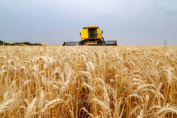 CONJUNTURA AGROPECUÁRIA: Produção recorde brasileira de trigo reflete em queda no preço de farinhas especiais e pão