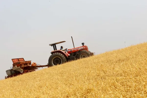 CONJUNTURA AGROPECUÁRIA: Boletim destaca início do plantio da 2ª safra de milho e aumento de 370% nas exportações do produto