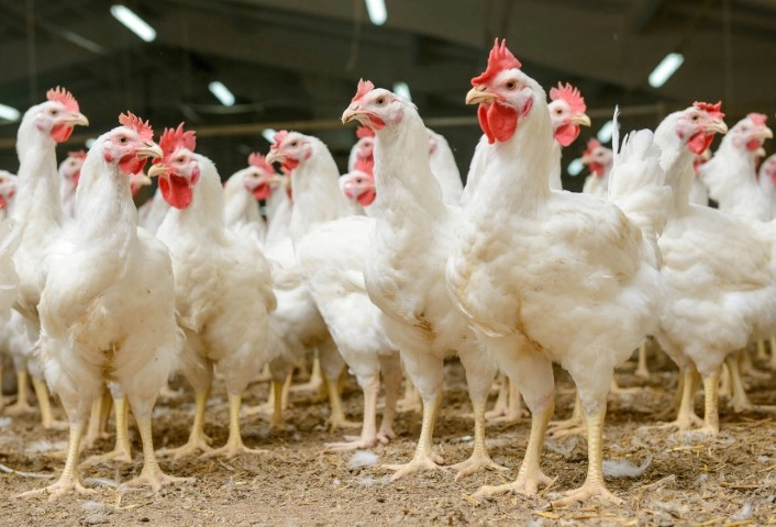 frango 20 01 2023