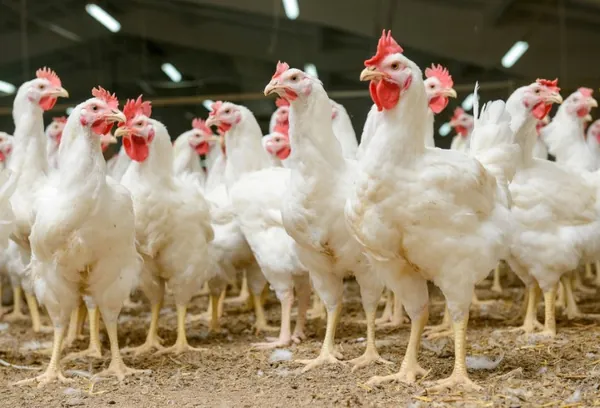 FRANGO/CEPEA: Queda no preço do frango e alta nos dos insumos pressionam poder de compra do avicultor